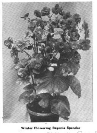 B. ‘Splendor’